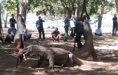 Ini Kronologi Peristiwa Wisatawan Asal Singapura Digigit Komodo di NTT