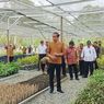 Cerita Jokowi soal Pohon Sungkai yang Disemai di IKN...