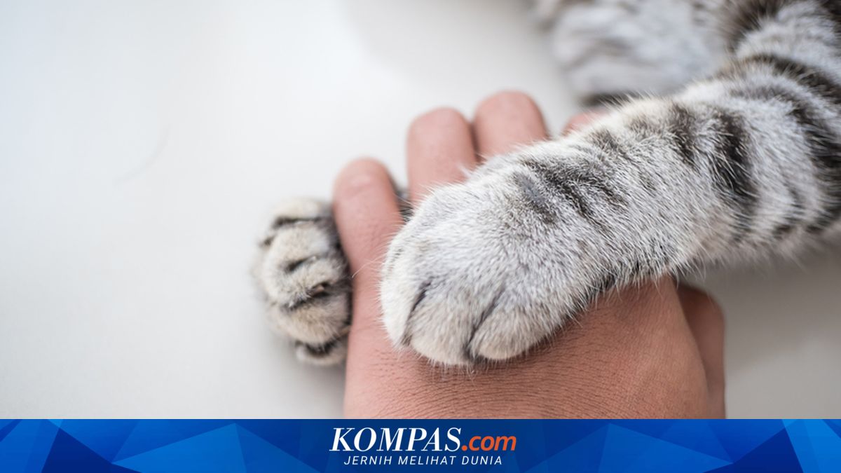 Alasan Kucing Meletakkan Cakar di Tangan Pemiliknya