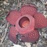 Sejak Awal Tahun, 20 Bunga Rafflesia Mekar di Batang Palupuh Agam