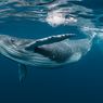Paus Mampu Serap Banyak Karbon daripada Pohon, Solusi Alami Krisis Iklim