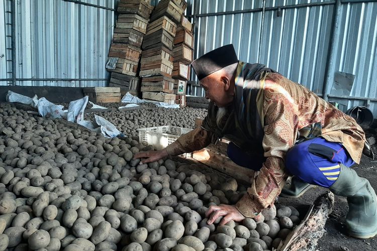 Mbah Kerto, miliarder asal Desa Ranupane, Kecamatan Senduro, Kabupaten Lumajang, Jawa Timur, saat saat melihat kentang hasil panennya, Jumat (1/7/2022)