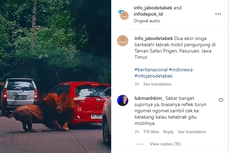 [POPULER OTOMOTIF] Mobil Ditabrak Singa di Taman Safari, Korban Enggan Berdamai dengan Singa | Sopir Bus Ugal-ugalan Dihukum Push Up Oleh Anggota TNI