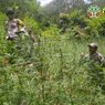 TNBTS: Ladang Ganja Semeru Tidak Berada di Jalur Wisata