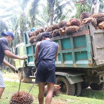 Dua orang pekerja mengangkat janjang buah kelapa sawit ke atas truk.