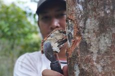 Kisah Luas Partaulian, Tinggalkan Kota Besar untuk Jadi Petani Kemenyan