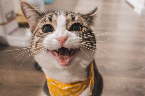 Ketahui Beragam Arti Meongan dan Suara yang Dihasilkan Seekor Kucing