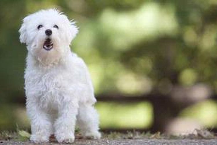 Anjing Menggonggong Karena Manusia