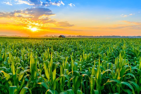 Agar Kualitas Panen Meningkat, Mentan Ajak Petani Jagung di Jeneponto Manfaatkan KUR 