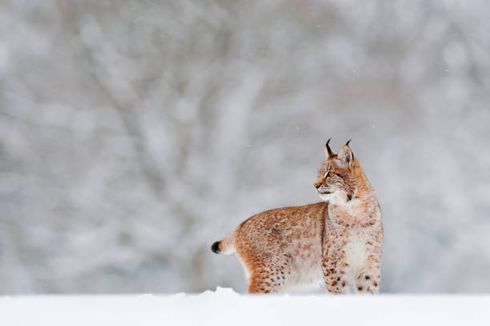 Mengenal Lynx, Kucing Liar yang Diburu di Swedia