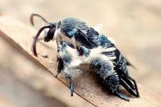 Spesies Ngengat Unik Ini Ditemukan Kembali Setelah 130 Tahun