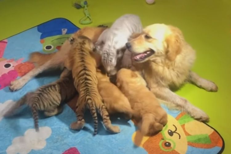 Anjing golden retriever betina di Kebun Binatang China ini menjadi induk pengganti bagi anak harimau, singa, bahkan hyena.