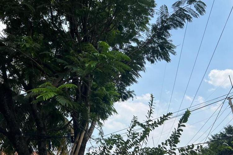 Seorang pria berinisial SN (40) tewas akibat tersengat listrik dari kabel yang menjuntai di atas pohon pete, Kelurahan Nanggewer, Kecamatan Cibinong, Kabupaten Bogor, Jawa Barat, Senin (11/9/2023).
