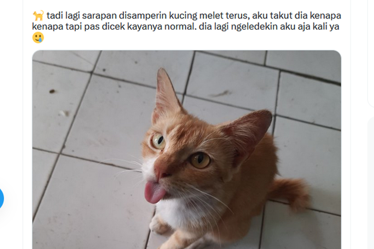 Tangkapan layar unggahan disertai foto menyebut bahwa kucing menjulurkan lidah terus menerus adalah normal
