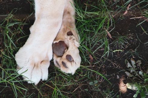 Penyebab Kaki Anjing Berbau seperti 