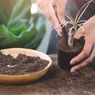 Cara Membuat Cocopeat di Rumah, Bermanfaat untuk Tanaman