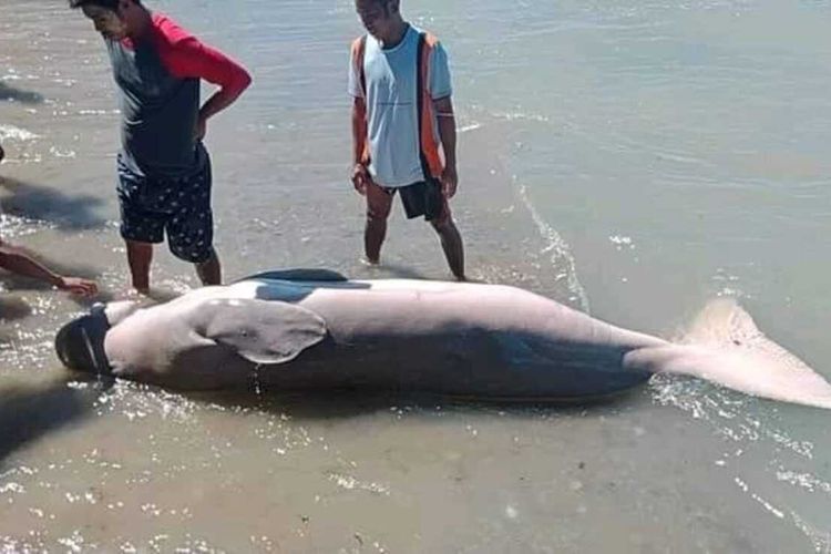 Seokor dugong ditemukan terdampar di pesisir pantai Dusun Tihu, Desa Tahalupu, Kabupaten Seram bagian Barat, Maluku, Rabu (18/8/2021)