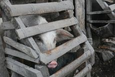 Wabah African Swine Fever, 200-an Ternak Babi di Nagekeo Mati