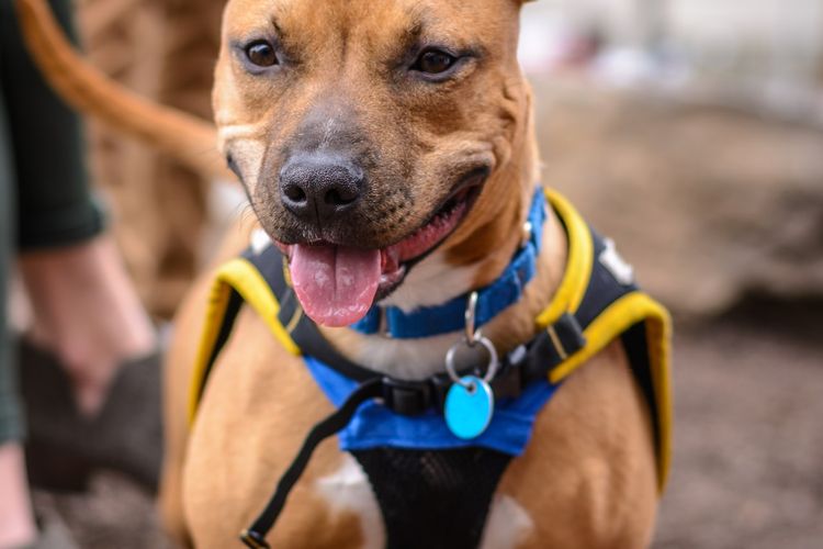 Ilustrasi anjing Pit bull.