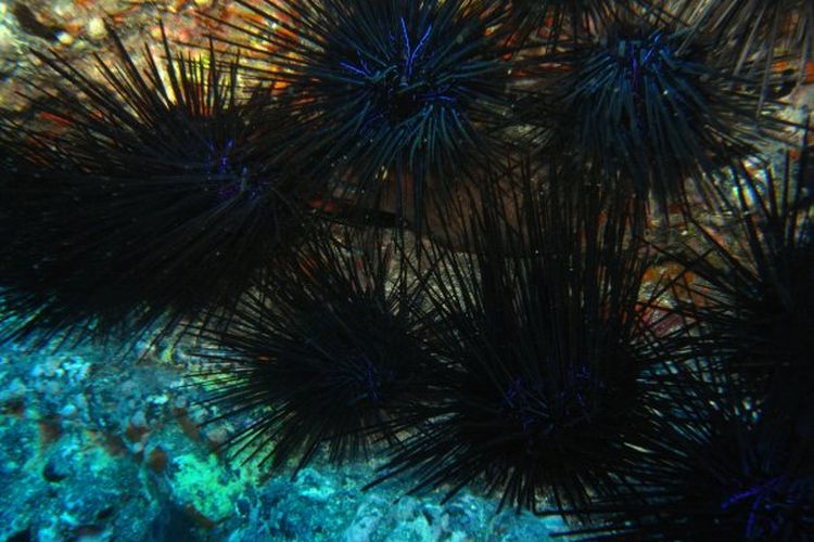 Populasi bulu babi di Kepulauan Canary, Spanyol, turun drastis akibat penyakit misterius dan terancam punah. Simak selengkapnya.