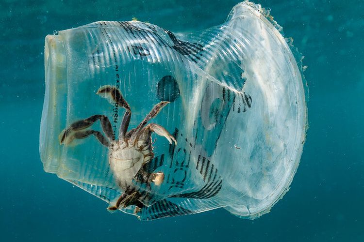 Kepiting kecil yang terperangkap dalam sampah gelas plastik