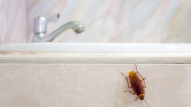 Sering Muncul di Kamar Mandi, Kenapa Kecoa Menyukai Tempat Ini?