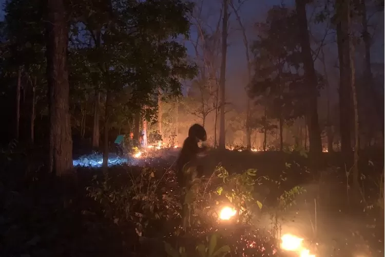 Pria di Situbondo Ditangkap karena Diduga Bakar Hutan TN Baluran 4 Kali, Motif Belum Terungkap