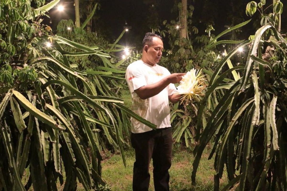 Edy Purwoko (44), petani buah naga asal Desa Bulurejo, Kecamatan Purwoharjo, Kabupaten Banyuwangi. 