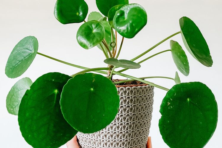 Ilustrasi tanaman hias Chinese Money Plant (Pilea peperomioides). Menurut feng shui, ini adalah salah satu tanaman pembawa keberuntungan.