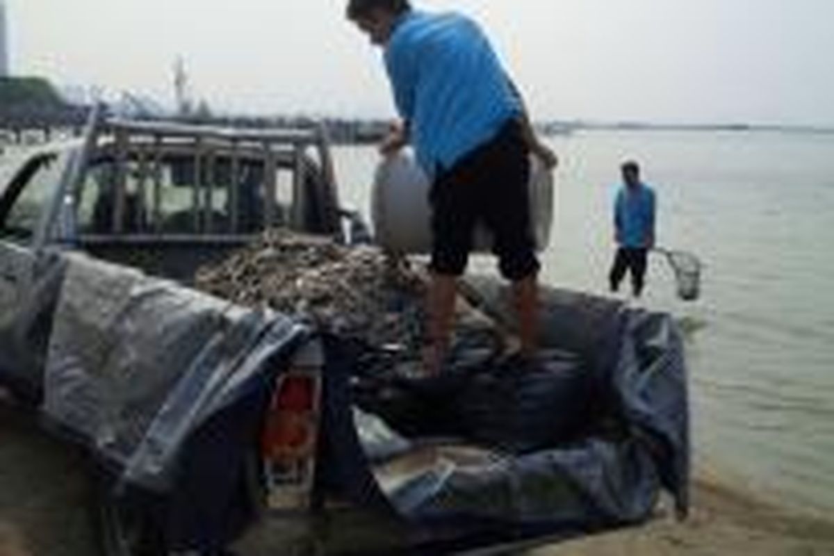 Petugas kepolisian memindahkan ikan dari Pantai Ancol, Jakarta Utara, Senin (30/11/2015).