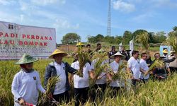 Warga Binaan Rutan Kelas I Tanjungpinang Panen Padi Perdana di Lahan Eks Tambang Bauksit