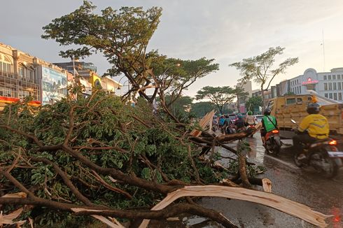 Hujan Disertai Angin Kencang, 50 Pohon di Kawasan Alam Sutera Tumbang