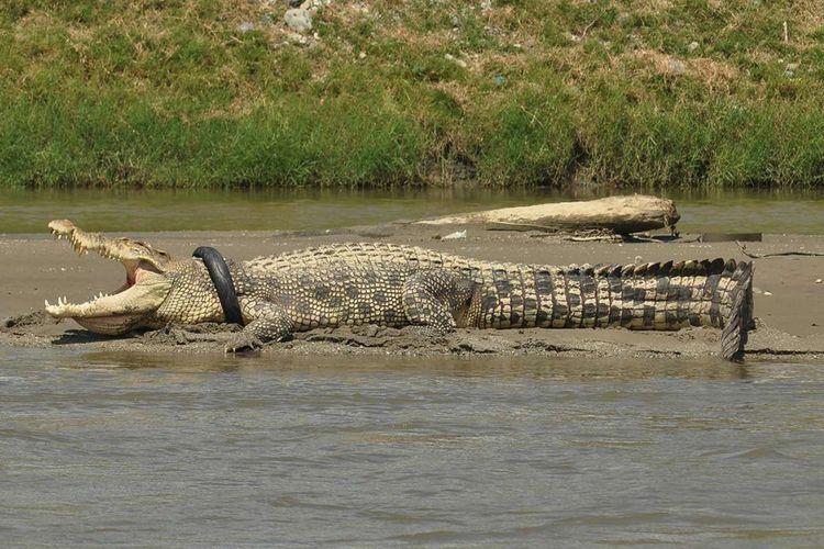 Seekor buaya muara (Crocodylus porosus) dengan ban yang menjerat lehernya terlihat di sungai Kota Palu, Selasa (20/9/2016). Pihak konservasi setempat terus berupaya melakukan penyelamatan buaya berukuran sekitar 4 meter dengan ban yang melilit lehernya sejak tahun 2016 tersebut.