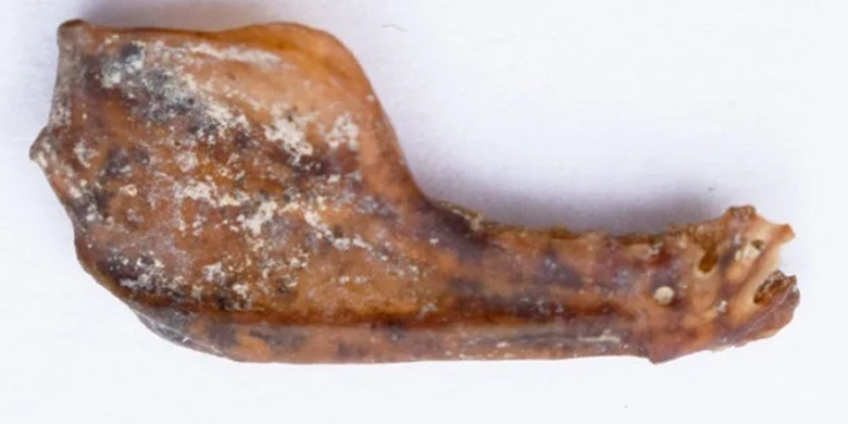 Fosil kelelawar vampir raksasa ditemukan di gua di Argentina. Gambar ini adalah tulang rahang kelelawar vampir raksasa (Desmodus draculae).
