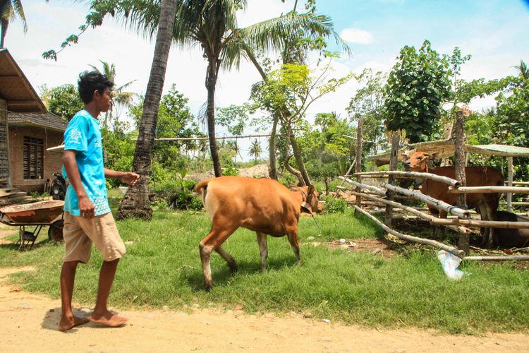 Pemuda Dusun Bunut, menggiring sapinya ke kandang agar tidak mengganggu jalannya gelaran WSBK Mandalika, Jumat (19/11/2021).