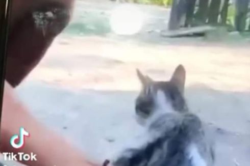 Kucing yang Jadi Korban Ledakan Petasan di Sumbawa Ditemukan, Begini Kondisinya...