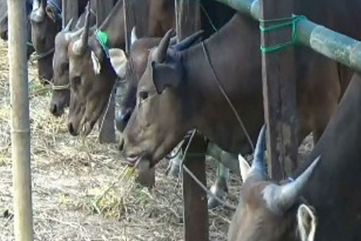 Petugas gabungan dari Dinas pertanian dan kehutanan bekerja sama dengan pihak Kepolisan Dan Petugas Kesehatan Hewan Polewali Mandar menggelar pemeriksaan hewan qurban ke sejumlah sentra-sentra penjualan hewan qurban di Polewali Mandar, Sulawesi Barat, Selasa (29/8).  