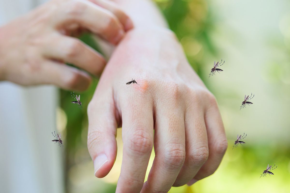 Ilustrasi nyamuk, tangan digigit nyamuk. 