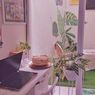 Inspirasi Meletakkan Tanaman di Dalam Rumah