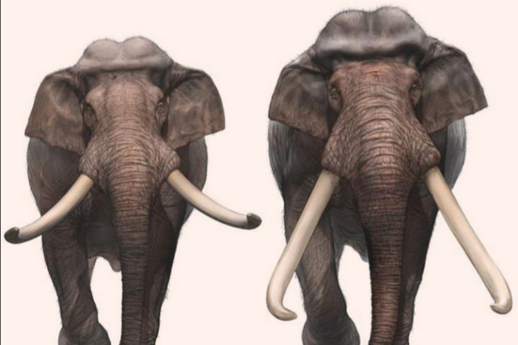 Ilustrasi gajah Palaeoloxodon antiquus  