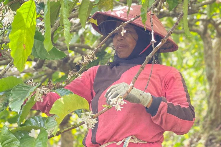 Tak Cuma Pahit, Robusta Kalibaru Banyuwangi Justru Punya Cita Rasa Karamel hingga Jeruk