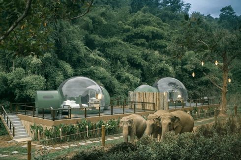 Unik, Resor di Thailand Tawarkan Pengalaman Menginap Bersama Gajah