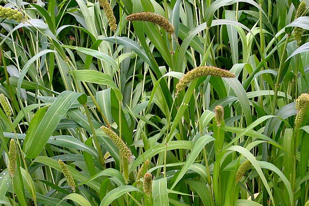 Ilustrasi tanaman jewawut. 