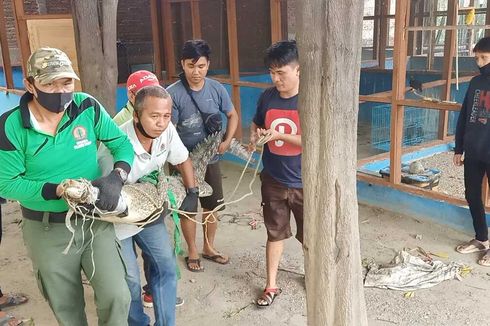 Buaya Muara Terjebak di Parkiran Pusat Perbelanjaan di Palu