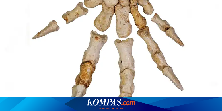Jarang Melompat, Kanguru Purba Ini Pilih Habiskan Hidupnya di Pohon