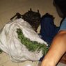 Bawa 1 Kg Daun Ganja Basah, 2 Pria Langkat Ditangkap
