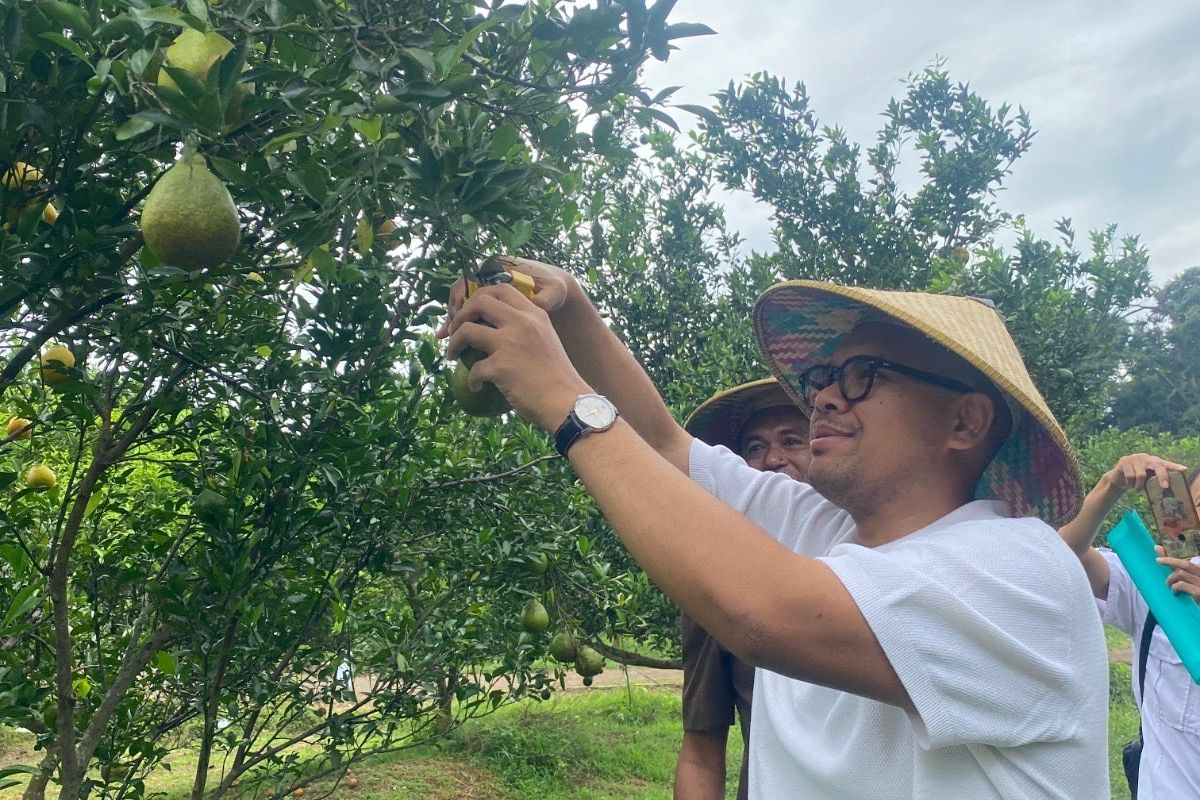 Bupati Batang M Faiz Kurniawan saat memetik jeruk di Agroeduwisata Balai Benih Pertanian Clapar, Kecamatan Subah, Kabupaten Batang, Rabu (18/6/2025).