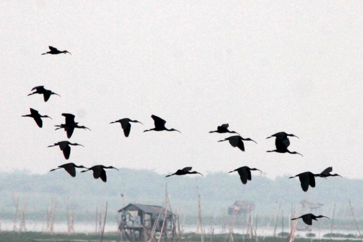 Sekumpulan burung ibis rokoroko terbang di atas Danau Limboto. Burung ini bermigrasi dari Benua Australia yang sedang masuk musim dingin.