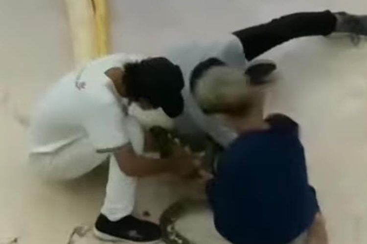 Tangkapan layar saat pawang ular berusaha diselamatkan oleh dua rekannya setelah digigit ular peliharaannya sendiri saat acara pameran reptil di Q-Mall Banjarbaru, Kalsel, Minggu (20/6/2021) malam. 