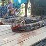Ular Piton Sepanjang 9 Meter di Muna Barat Ditebas dengan Kapak Saat Memangsa Anjing Milik Warga